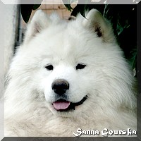 Ch. Djaytans Devil De Sanna Gourska
