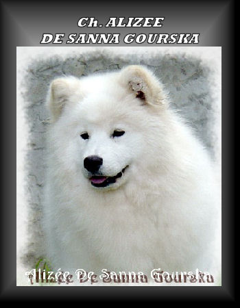 Ch. Alizée De Sanna Gourska