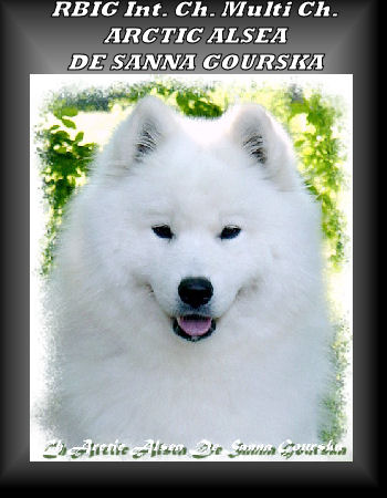 Multi Ch. Arctic Alsea De Sanna Gourska