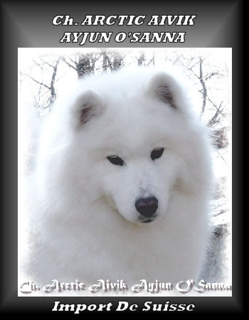 Arctic Aivik Ayjun O'Sanna