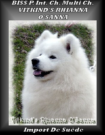 Multi Ch. Vitkind's Rhianna O'Sanna