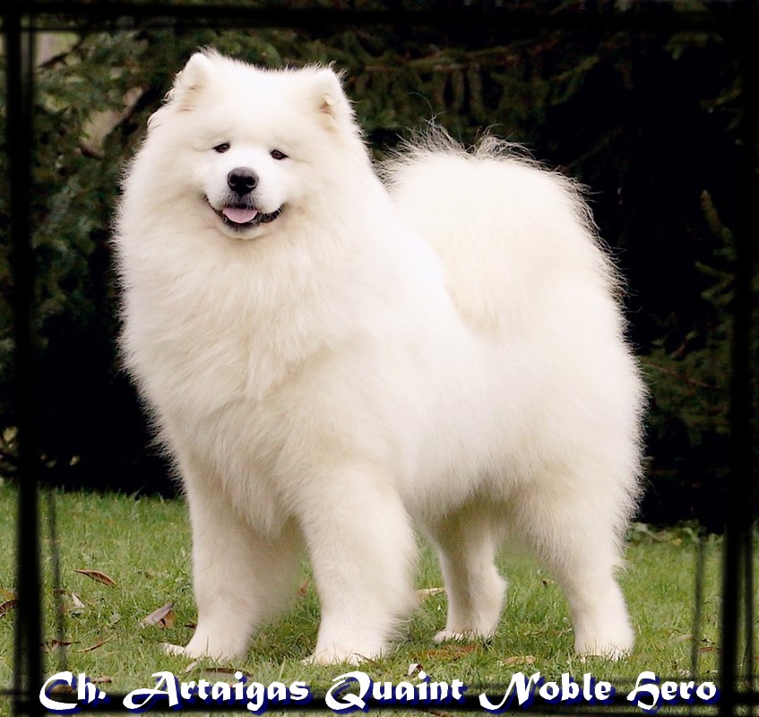 Chiot Samoyede Votre Chiot Samoyede De Sanna Gourska