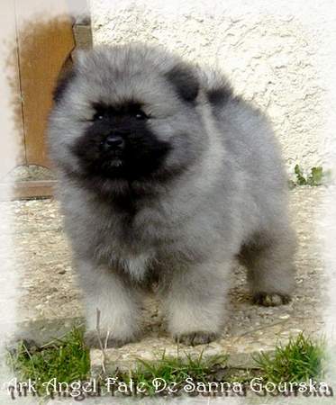 Angel 7 semaines (7 weeks)