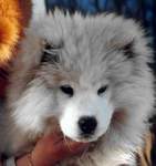 Sherpa 3 mois