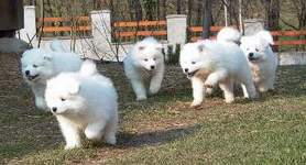 B�b�s Sams � 8 semianes