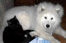 Sherpa & son ami noir...