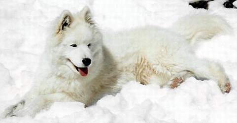 Chouette la neige (Tcherkann 5 mois)