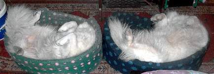 Sieste (Yubi & Nozomi)