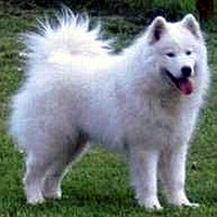 Pom