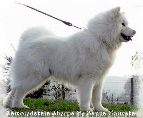 Sherpa