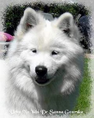 Yubi