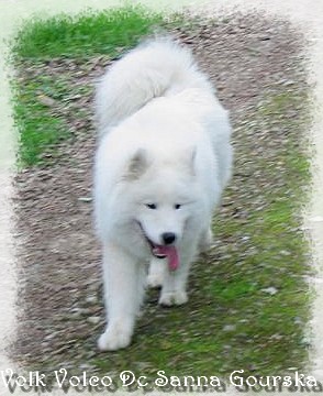 Volco 9 mois (9 months)