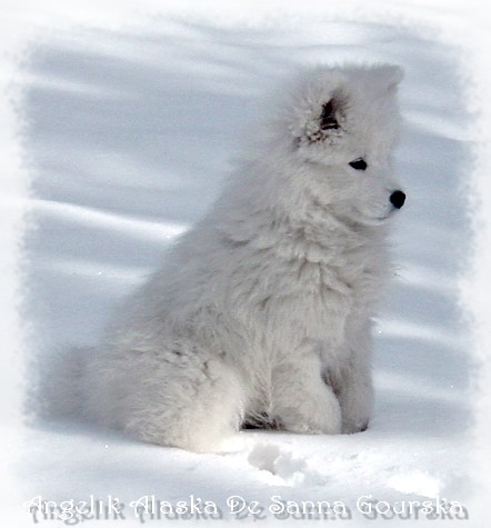 Alaska