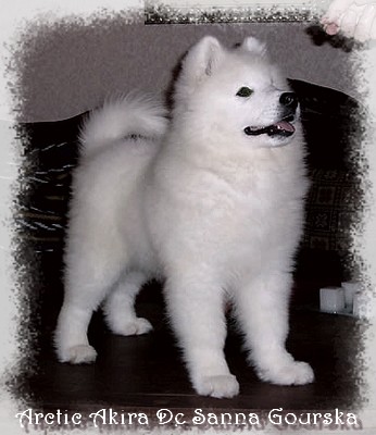 Akira 12 semaines (12 weeks)