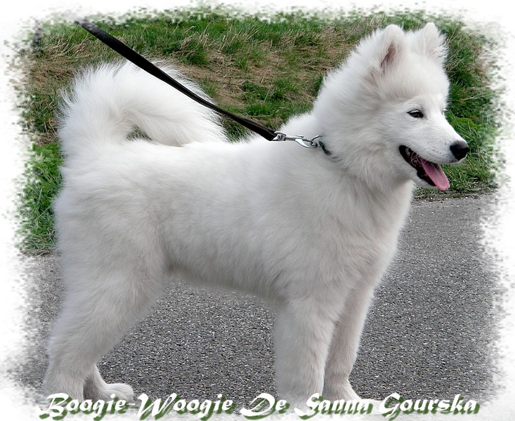 Bowie 4,5 mois (4.5 months)