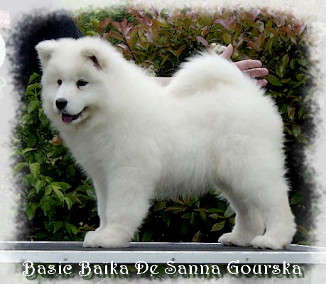 Ba�ka 10 semaines (10 weeks)