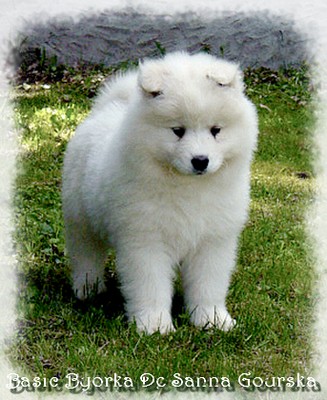 Byorka 8 semaines (8 weeks)