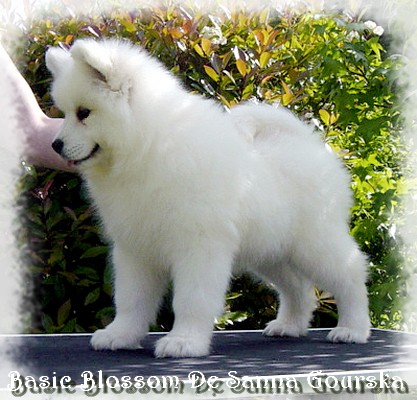Blossom 10 semaines (10 weeks)