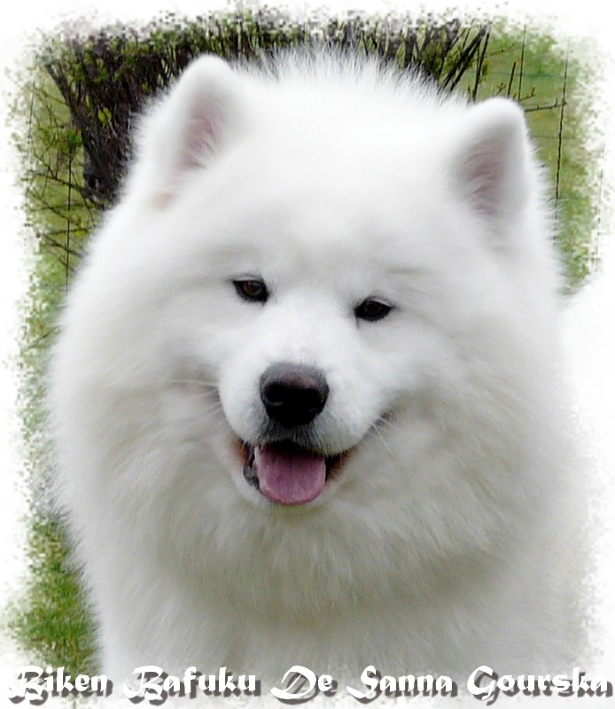Bafuku