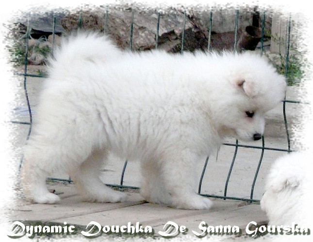 Douchka