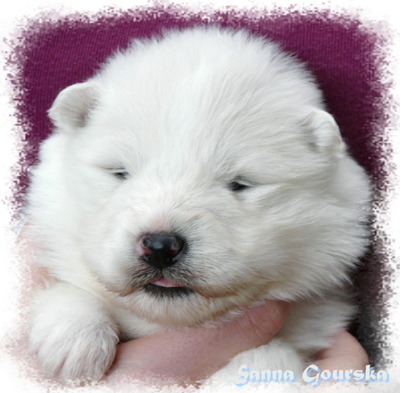 Femelle Bleue (2 weeks)