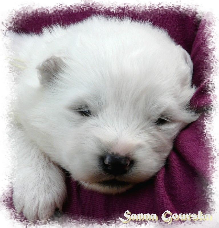 Femelle Jaune (2 weeks)
