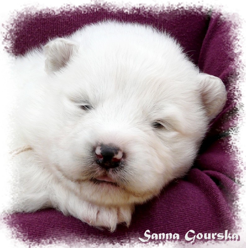 Femelle Rose (2 weeks)