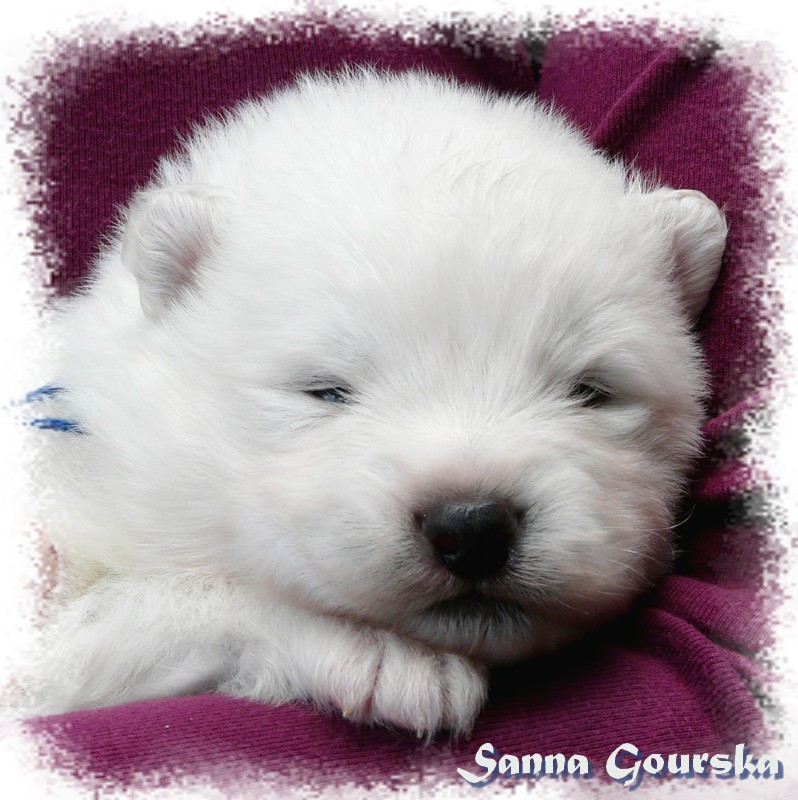 M�le Bleu (2 weeks)