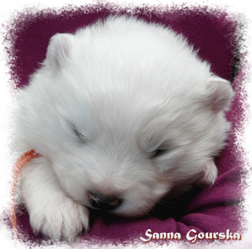 M�le Marron (2 weeks)