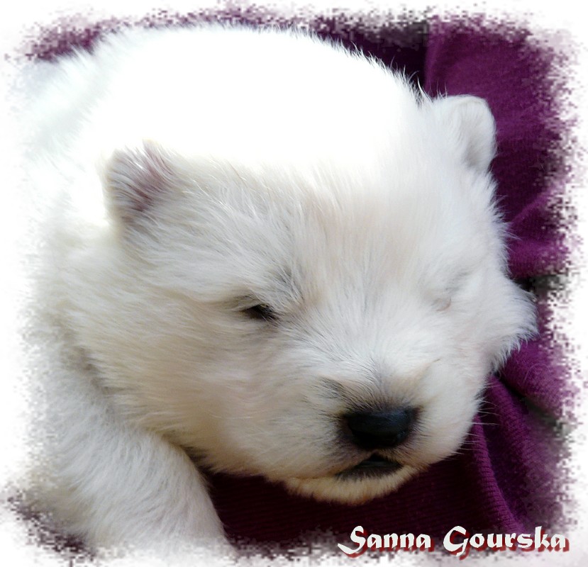 M�le Rouge (2 weeks)