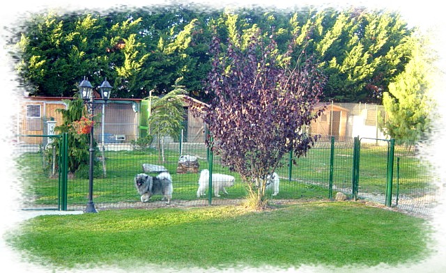 elevage de chiot 1