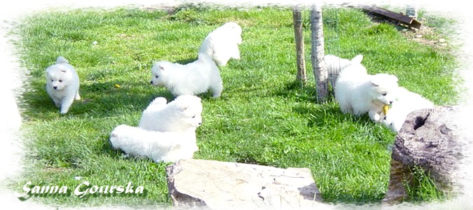 elevage de chiot 3