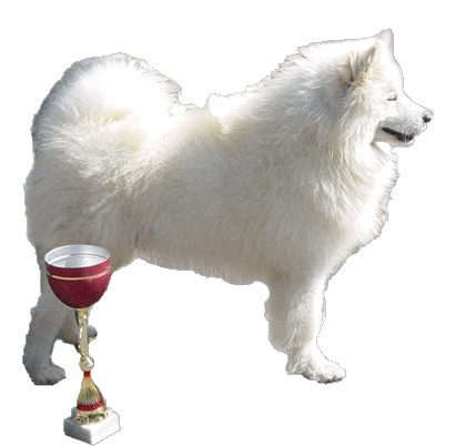 SAMOYED