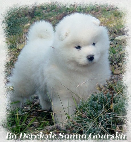 6 semaines (6 weeks)