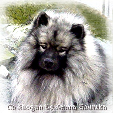 Shogun
