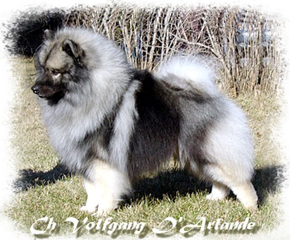 Volf