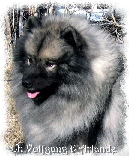Volf