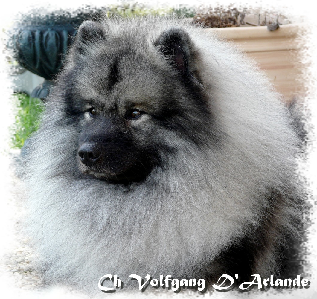 Volf 4 ans (4 years)