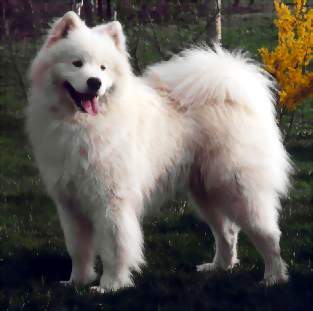 Nayka