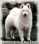 Alaskan's Raiders Jazz Queen