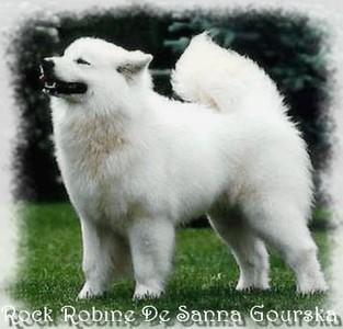 Robine