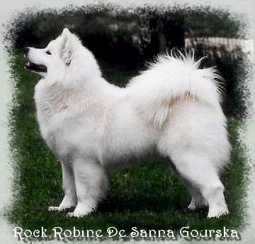 Robine