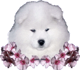 Samoyède - Samoyed