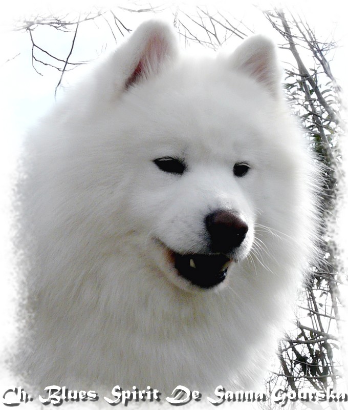 Spirit
