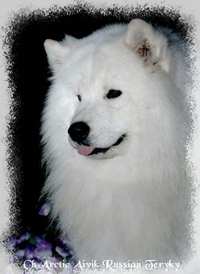 Teryky