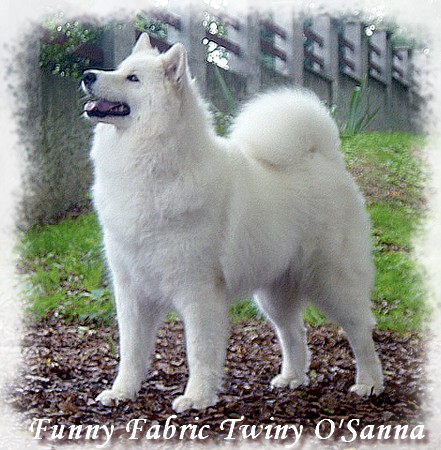Twiny