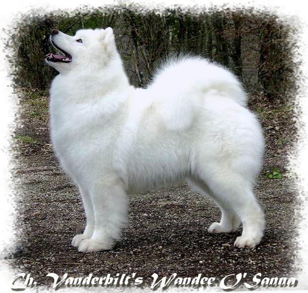 Wandee