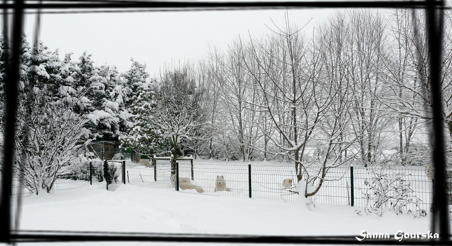 elevage de chiot hiver