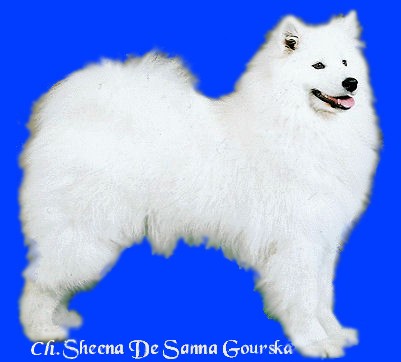 samoydes sheena