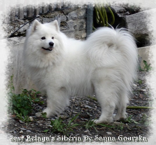 Sibéria